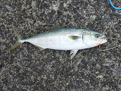 ハマチの釣果