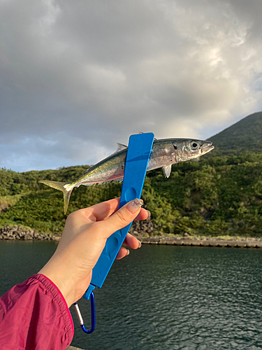 ムロアジの釣果