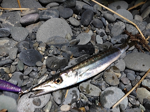 カマスの釣果