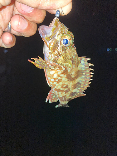 カサゴの釣果