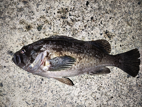 クロソイの釣果