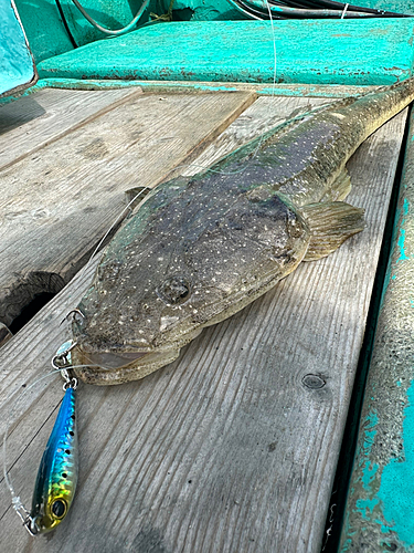 マゴチの釣果