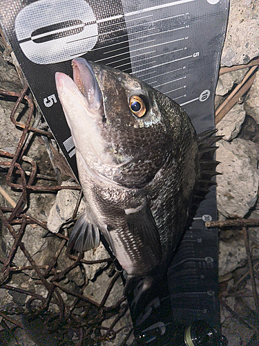 クロダイの釣果