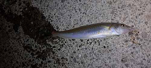 キスの釣果