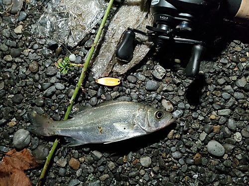 セイゴ（マルスズキ）の釣果