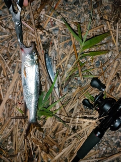 ケタバスの釣果