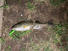 セイゴ（マルスズキ）の釣果