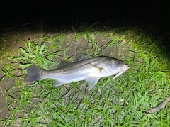 フッコ（マルスズキ）の釣果