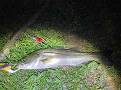 フッコ（マルスズキ）の釣果