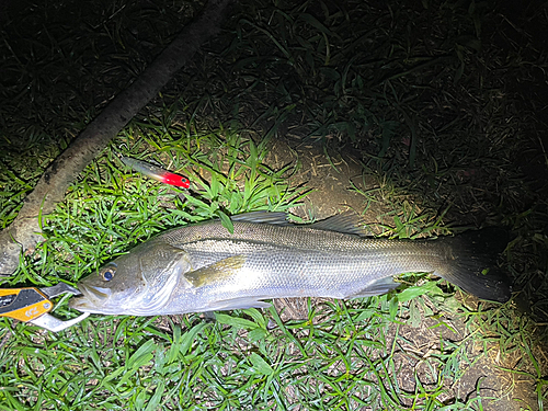 フッコ（マルスズキ）の釣果