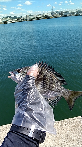 メイタの釣果