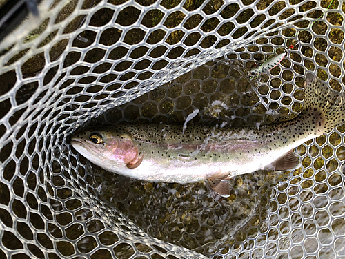 ニジマスの釣果