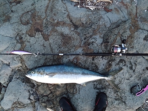 ヒラマサの釣果