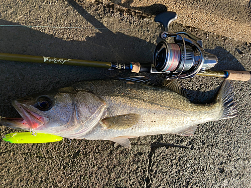 シーバスの釣果