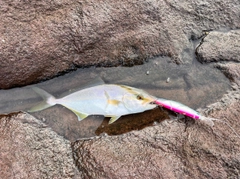 ショゴの釣果