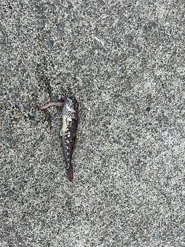 アサヒアナハゼの釣果