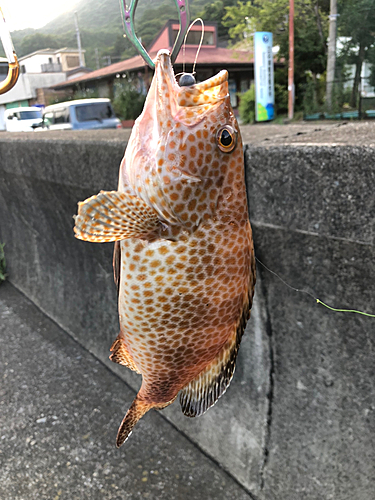 オオモンハタの釣果