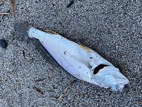 ニベの釣果