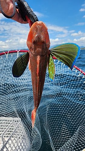 ホウボウの釣果
