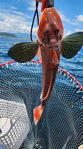 ホウボウの釣果