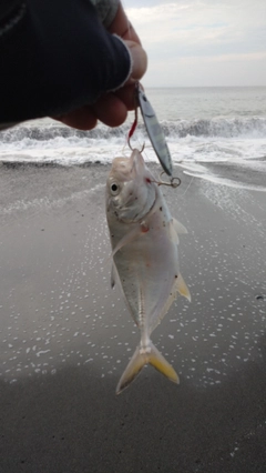 メッキの釣果