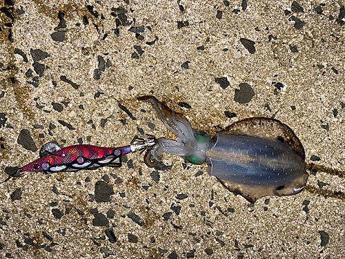 アオリイカの釣果