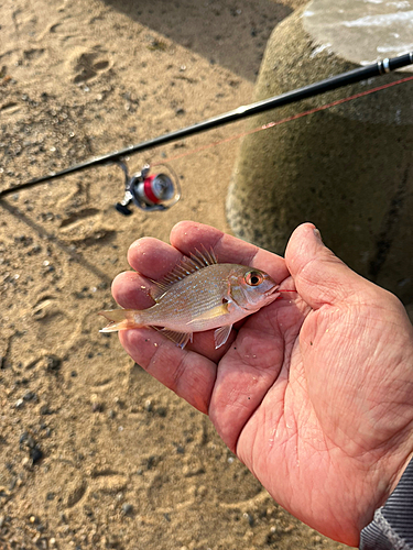 マダイの釣果