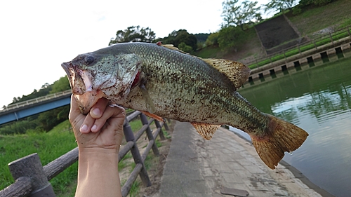 ラージマウスバスの釣果