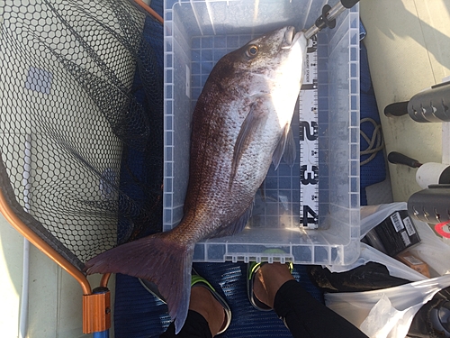 マダイの釣果