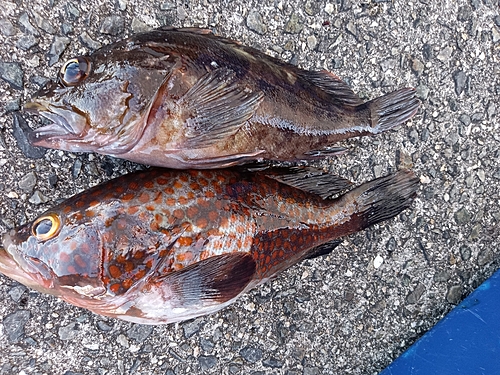 アコウの釣果