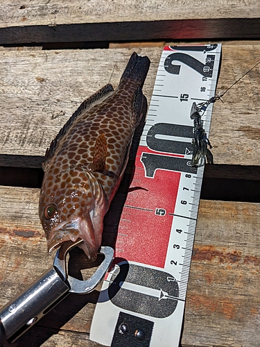 オオモンハタの釣果