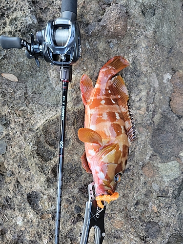 アカハタの釣果