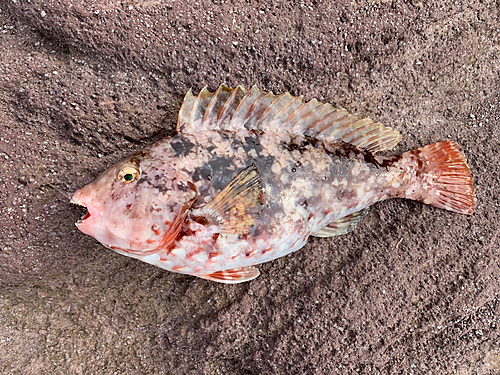 ブダイの釣果