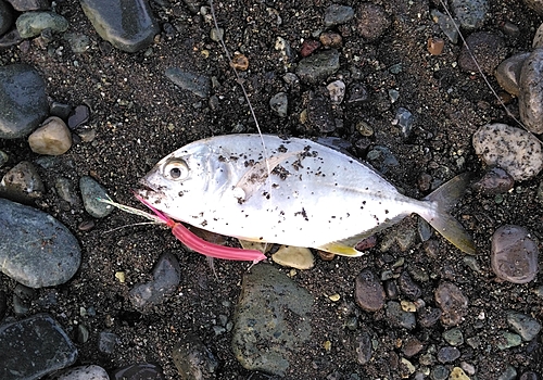 コノシロの釣果