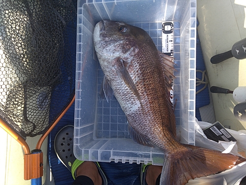 マダイの釣果