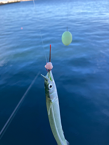 サヨリの釣果