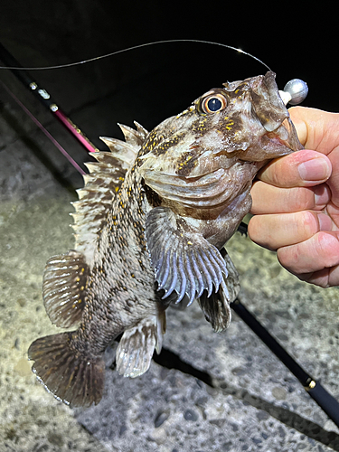 ハチガラの釣果