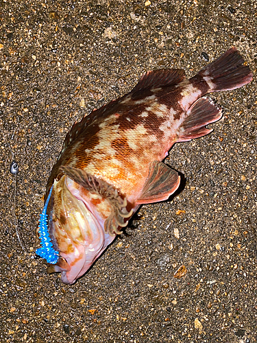 ガシラの釣果