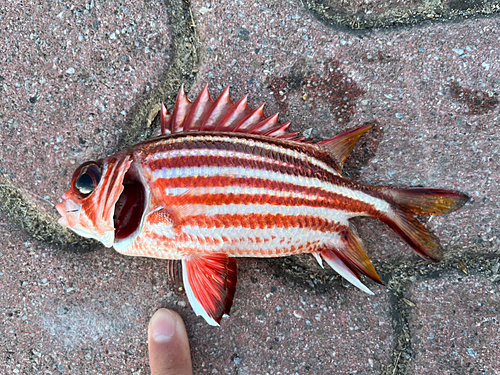 アヤメエビスの釣果