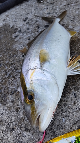 アカビラの釣果