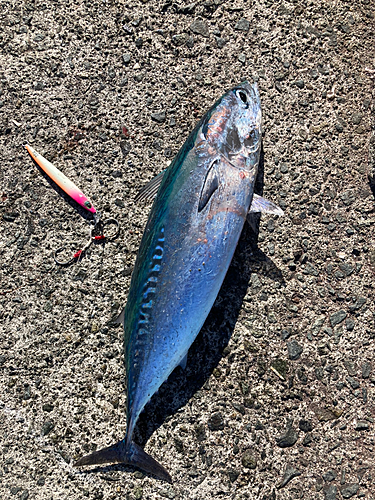 ソウダガツオの釣果