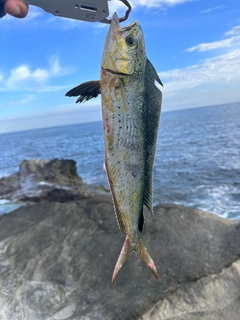 シイラの釣果