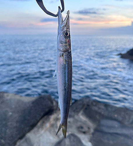 カマスの釣果