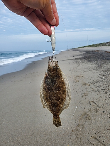 ソゲの釣果