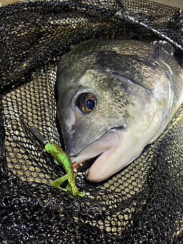 チヌの釣果