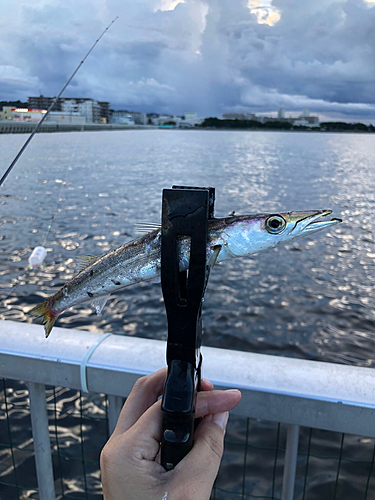 カマスの釣果