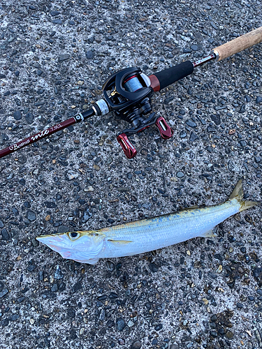 カマスの釣果