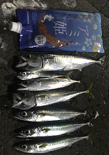 サバの釣果