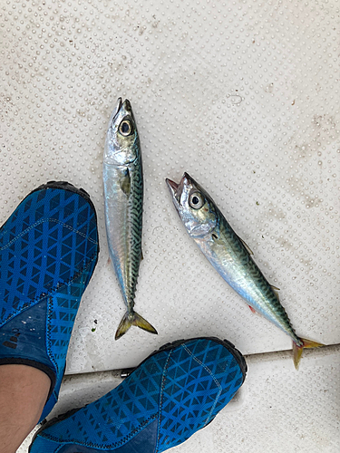 サバの釣果