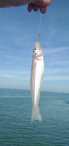 キスの釣果